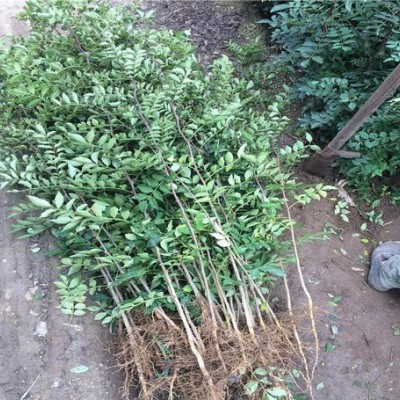山西花椒苗出售 今年花椒苗价格