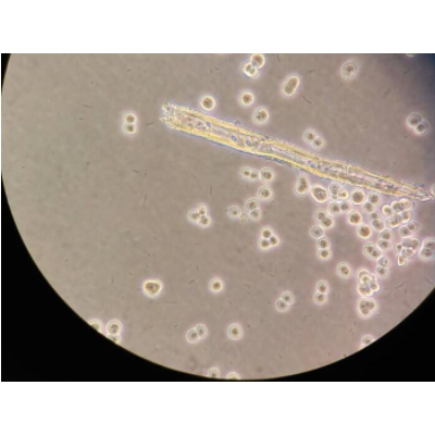 zlzt生物小鼠表皮细胞JB6Cl30-7b